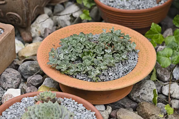524180 - Stonecrop (Sedum) in a clay bowl