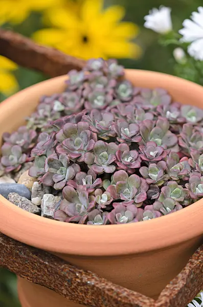 524183 - Stonecrop (Sedum) in a flower pot