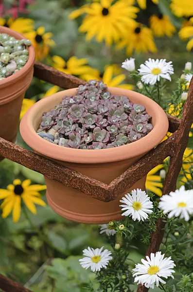 524184 - Stonecrop (Sedum) in a flower pot on a rusty etagere