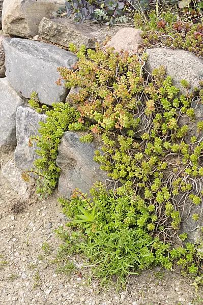 472424 - Stonecrop (Sedum) on a dry stone wall
