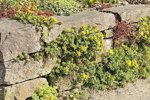 485013 - Stonecrop (Sedum) on a dry stone wall