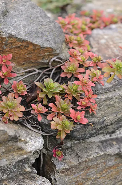 525008 - Stonecrop (Sedum) on a dry stone wall