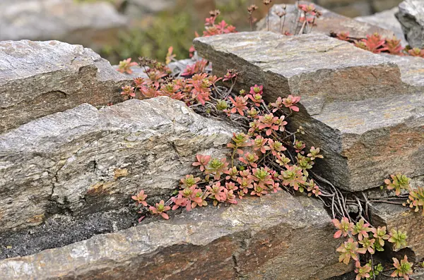 525009 - Stonecrop (Sedum) on a dry stone wall