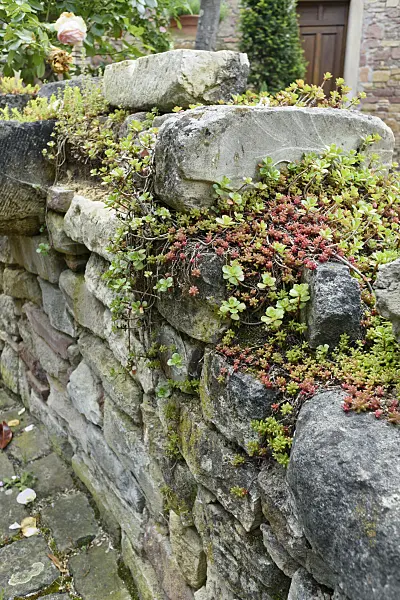 557070 - Stonecrop (Sedum) on a dry stone wall