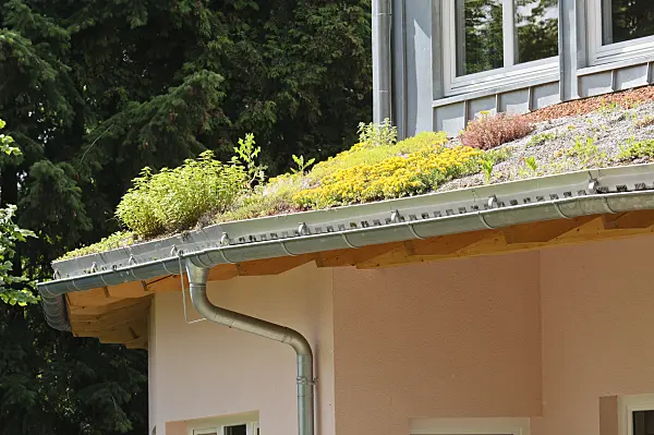 485069 - Stonecrop (Sedum) on a green roof