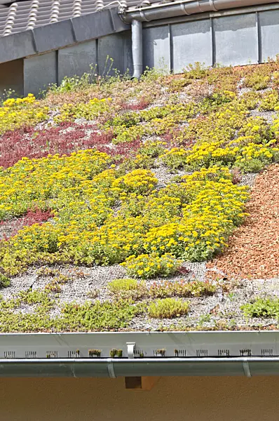 485070 - Stonecrop (Sedum) on a green roof