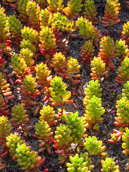 416083 - Stonecrop (Sedum rubrotinctum)
