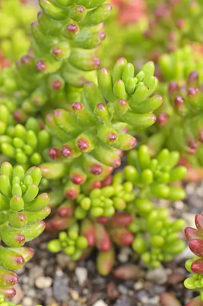 487079 - Stonecrop (Sedum rubrotinctum)