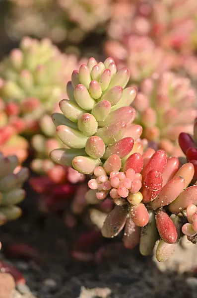 523273 - Stonecrop (Sedum rubrotinctum)