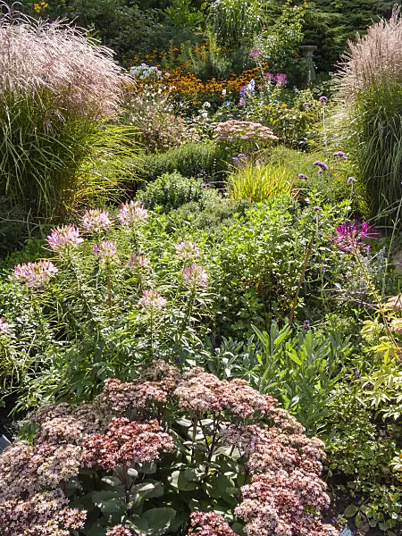 404089 - Stonecrop (Sedum), spider flower (Tarenaya syn. Cleome) and Chinese silver grass (Miscanthus)