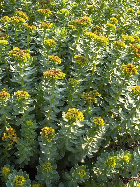 425045 - Stonecrop (Sedum stevenianum syn. Phedimus stevenianus)
