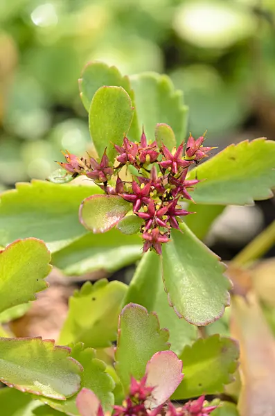 525267 - Stonecrop (Sedum) with red fruits
