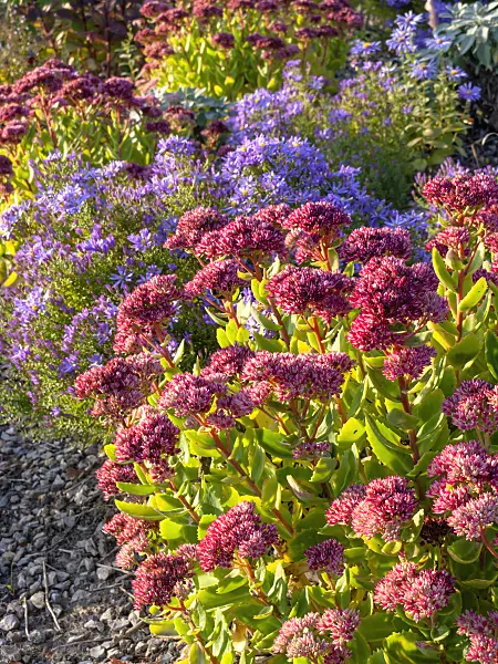 464090 - Stonecrops (Sedum) and asters (Aster)