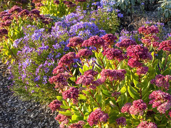464091 - Stonecrops (Sedum) and asters (Aster)