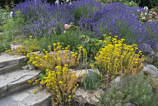 534248 - Stonecrops (Sedum) and lavenders (Lavandula)