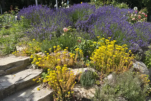 534249 - Stonecrops (Sedum) and lavenders (Lavandula)