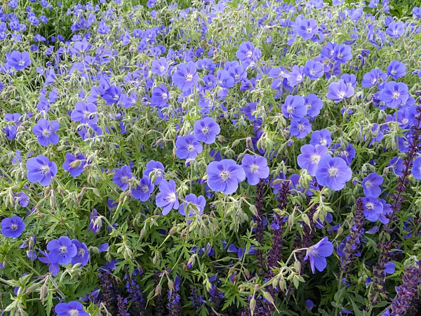 449003 - Storchschnabel (Geranium)