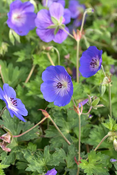 675032 - Storchschnabel (Geranium wallichianum 'Rozanne')