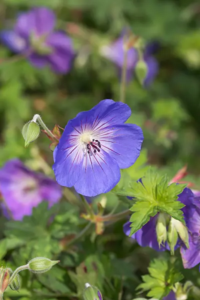 675033 - Storchschnabel (Geranium wallichianum 'Rozanne')