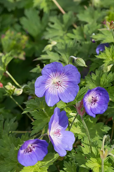 675034 - Storchschnabel (Geranium wallichianum 'Rozanne')