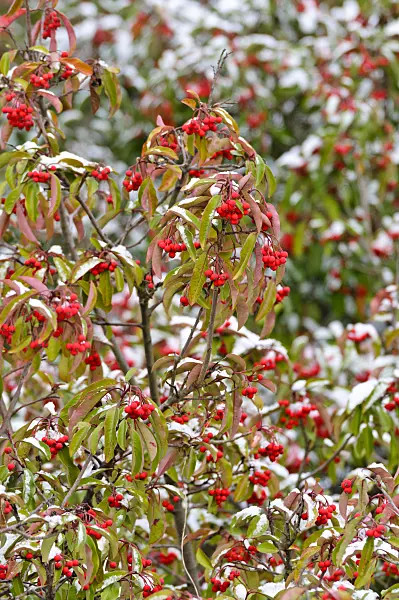 479025 - Stranvaesia (Photinia davidiana syn. Stranvaesia davidiana)