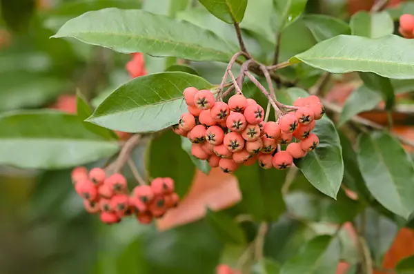 525400 - Stranvaesia (Photinia davidiana syn. Stranvaesia davidiana)