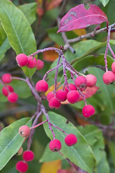 550004 - Stranvaesia (Photinia davidiana syn. Stranvaesia davidiana)