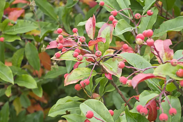 561097 - Stranvaesia (Photinia davidiana syn. Stranvaesia davidiana)