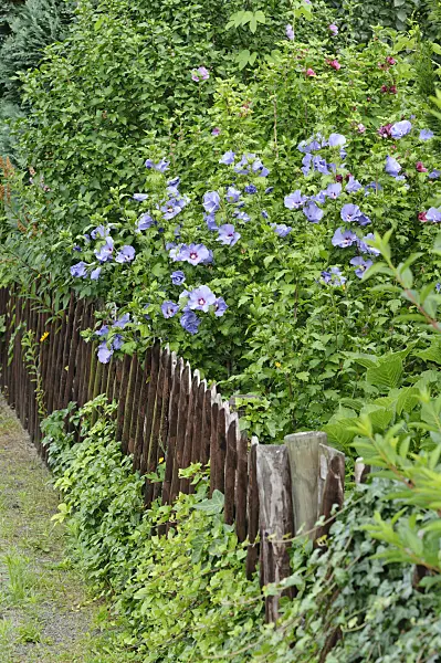 474314 - Straucheibisch (Hibiscus syriacus)