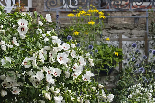 474350 - Straucheibisch (Hibiscus syriacus)