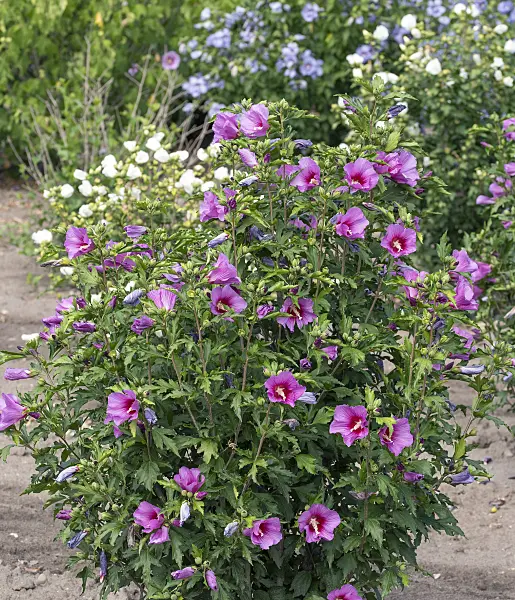607076 - Straucheibisch (Hibiscus syriacus 'Silke')