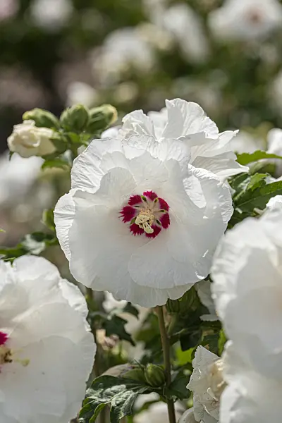 607094 - Straucheibisch (Hibiscus syriacus 'Sub Heart')