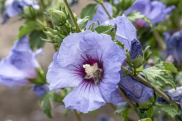 607095 - Straucheibisch (Hibiscus syriacus 'Ultramarine')