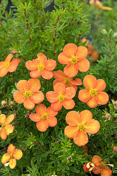 675294 - Strauchfingerkraut (Potentilla fruticosa 'Bella Sol')