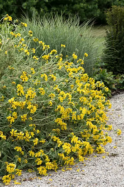 664300 - Strauchiges Brandkraut (Phlomis fruticosa)