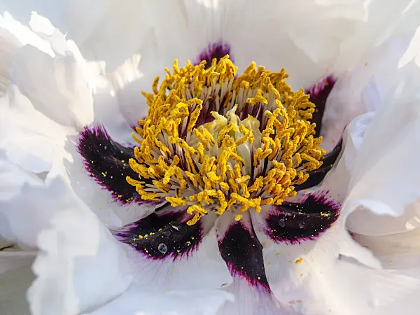 448064 - Strauchpfingstrose (Paeonia rockii syn. Paeonia suffruticosa subsp. rockii)