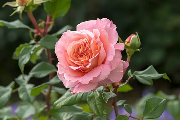 675346 - Strauchrose (Rosa Augusta Luise)