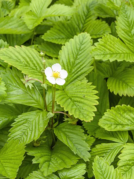 448071 - Strawberry (Fragaria daltoniana)