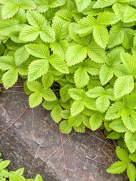 448072 - Strawberry (Fragaria daltoniana)