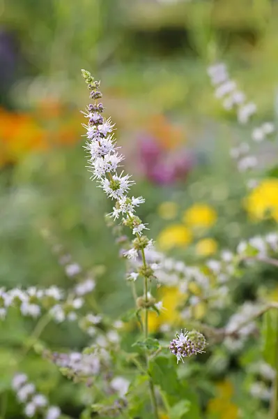 476058 - Strawberry mint (Mentha x piperita 'Strawberry')