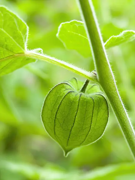 429121 - Strawberry tomato (Physalis pruinosa)