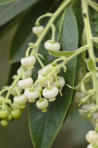 529155 - Strawberry tree (Arbutus canariensis)