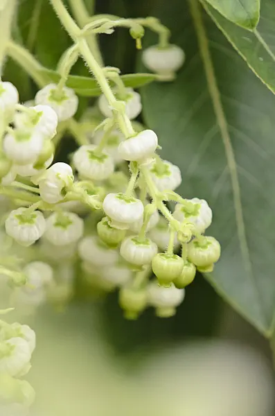 553023 - Strawberry tree (Arbutus canariensis)