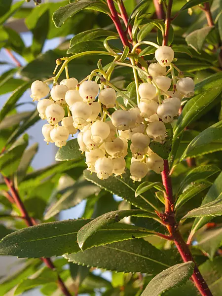 407005 - Strawberry tree (Arbutus unedo)