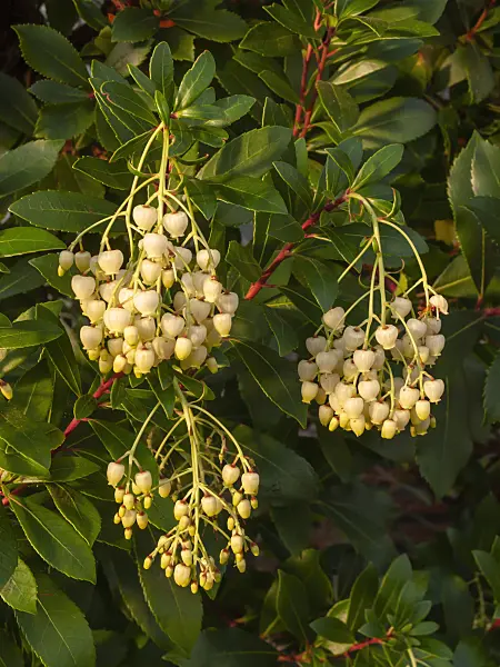 408008 - Strawberry tree (Arbutus unedo)