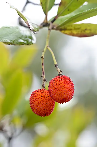 549070 - Strawberry tree (Arbutus unedo)