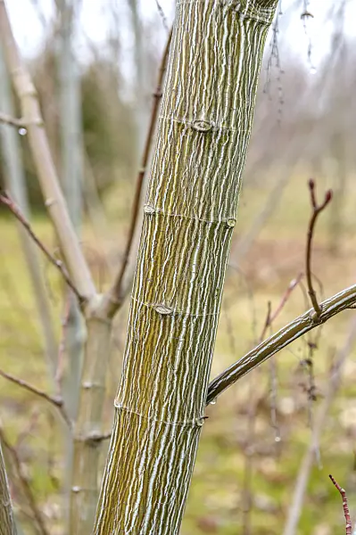 593014 - Striped maple (Acer pensylvanicum)