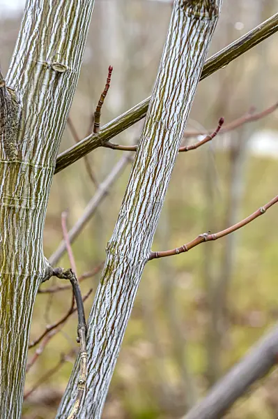 593015 - Striped maple (Acer pensylvanicum)