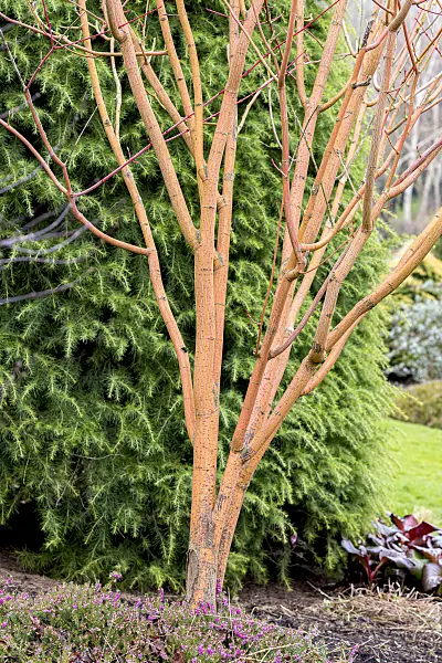 625110 - Striped maple (Acer pensylvanicum 'Erythrocladum')
