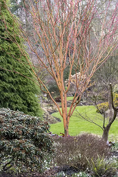 625111 - Striped maple (Acer pensylvanicum 'Erythrocladum')